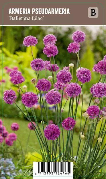 MALJALAUKKANEILIKKA BALLERINA LILAC - Muut perennat - 2090332000005 - 1