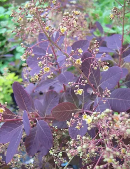 PERUUKKIPENSAS ROYAL PURPLE - Muut pensaat - 2093234000005 - 1