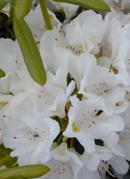 PUISTOALPPIRUUSU ALBUM - Alppiruusut - 2030100300005 - 1