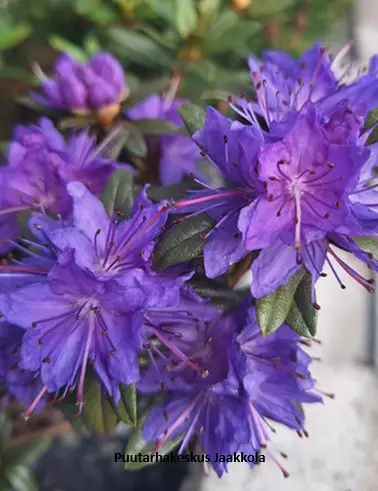 SINIALPPIRUUSU - Alppiruusut - 2020454600005 - 1