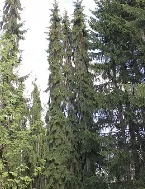 SURUKUUSI SÄLINKÄÄN PILARI - Kuuset - 2031453500005 - 1