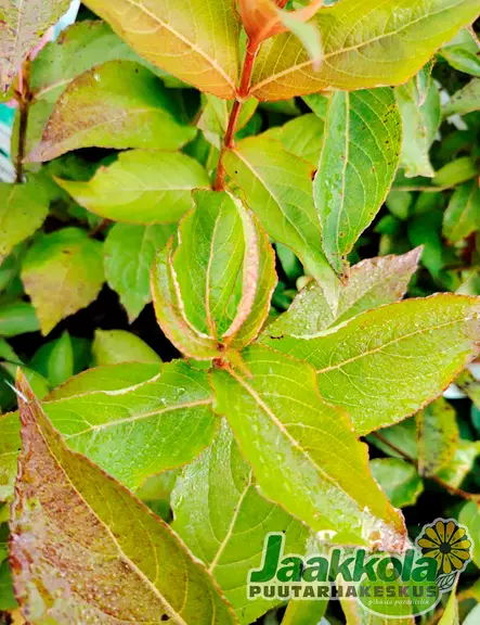 TARHAKOTAKUUSAMA CHERRY LOVE - Muut pensaat - 2099493100005 - 2