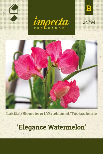 TUOKSUHERNE ELEGANCE WATERMELON - Muut kesäkukkien siemenet - 7332756247945 - 1