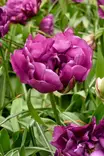 TULPPAANI NEGRITA DOUBLE 6 KPL/PSS - Tulppaanin sipulit - 8711148303145 - 1