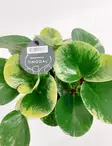 AMERIKANMUORI GREEN GOLD - Muorinkukat - 2003366900005 - 2