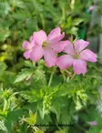 ESPANJANKURJENPOLVI WARGRAVE PINK - Kurjenpolvet - 2040102200005 - 1