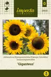 ISOAURINGONKUKKA GIGANTEUS - Auringonkukan siemenet - 7332756284155 - 1