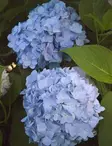 JALOHORTENSIA THE ORIGINAL - Hortensiat - 2000175200005 - 1