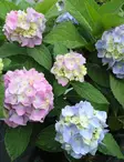 JALOHORTENSIA THE ORIGINAL - Hortensiat - 2000175200005 - 3