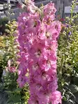 JALORITARINKANNUS DELGENIUS CHANTAY - Muut perennat - 2094808200005 - 1