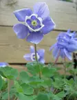 JAPANINAKILEIJA - Muut perennat - 2021554800005 - 1