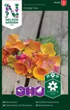 KALIFORNIANTULIUNIKKO CANDY MIX - Muut kesäkukkien siemenet - 7312600955585 - 2