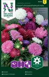KIINANASTERI DWARF CHRYSANTHEMUM, SEOS - Asterin siemenet - 7312600931145 - 2