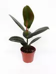 KUMIVIIKUNA ROBUSTA 12 CM RUUKKU - Fiikukset - 2034406600005 - 1