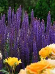 LEHTOSALVIA OSTFRIESLAND - Muut perennat - 2045297600005 - 1