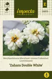 LOISTOTSINNIA ZAHARA DOUBLE WHITE - Tsinnian siemenet - 7332756288535 - 1