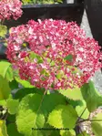 PALLOHORTENSIA BELLARAGAZZA MAUVETTE - Hortensiat - 2006604500005 - 1