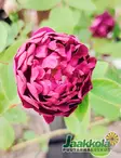 PENSASRUUSU SKEDA - Pensasruusut - 2011307300005 - 2