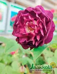 PENSASRUUSU SKEDA - Pensasruusut - 2011307300005 - 1