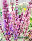 LEHTOSALVIA CARADONNA - Muut perennat - 2095308600005 - 1