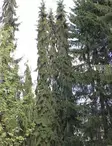 SURUKUUSI SÄLINKÄÄN PILARI - Kuuset - 2031453500005 - 1