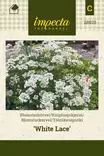TÄHTIKESÄPUTKI WHITE LACE - Muut kesäkukkien siemenet - 7332756289235 - 1