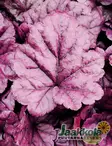 TARHAKEIJUNKUKKA WILDBERRY - Keijunkukat - 2093650800005 - 1