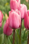 TULPPAANI BIG LOVE 6 KPL/PSS - Tulppaanin sipulit - 8711148243915 - 1