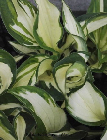 JALOKUUNLILJA FIRE & ICE - Kuunliljat - 2000326600005 - 1