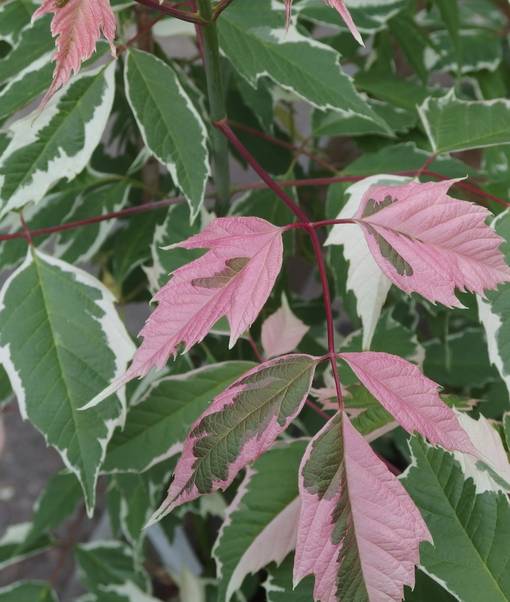 KIRJOSAARNIVAAHTERA - Vaahterat - 2000185100005 - 1