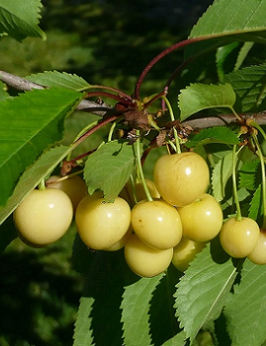 KIRSIKKAPUU PAULA - Kirsikkapuut - 2003396600005 - 1