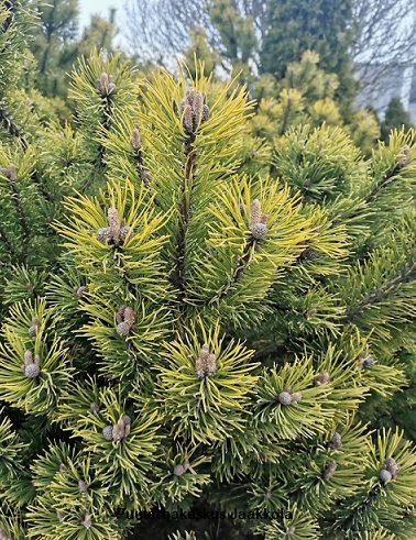 KULTAVUORIMÄNTY - Männyt - 2002032200005 - 1