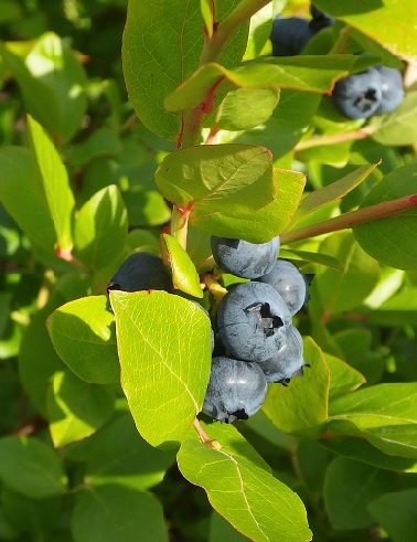 PENSASMUSTIKKA NORTHLAND - Pensasmustikat - 2043410100005 - 1