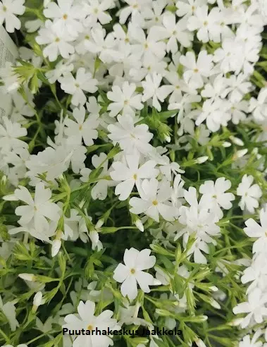 SAMMALLEIMU WHITE DELIGHT - Leimut - 2030081500005 - 1