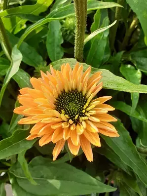 TARHAPUNAHATTU SUNSEEKERS PUMPKIN PIE - Muut perennat - 2070607100005 - 1