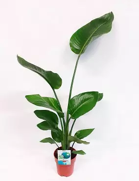 VALKOKOLIBRIKUKKA - Muut viherkasvit - 8713626123825 - 1