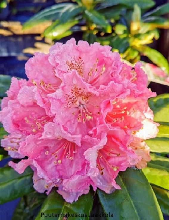 ALPPIRUUSU KRISTIINA - Alppiruusut - 2001787400005 - 1