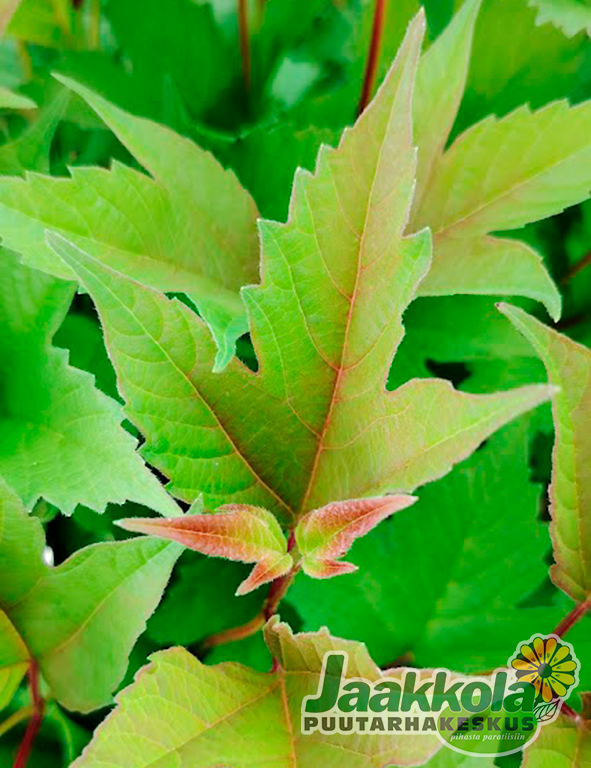 AMERIKANHEISI ALFREDO - Muut pensaat - 2022704500004 - 1