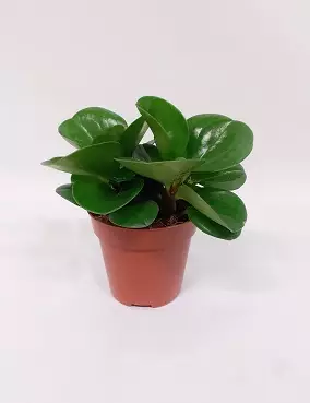 AMERIKANMUORI GREEN GOLD - Muorinkukat - 2003366900005 - 1