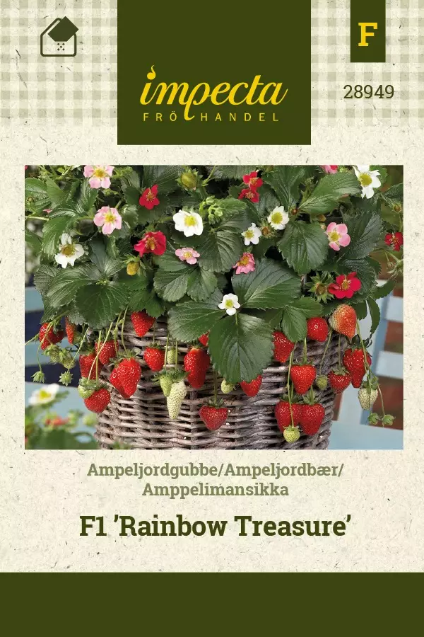 AMPPELIMANSIKKA RAINBOW TREASURE - Muut vihannesten siemenet - 7332756289495 - 1