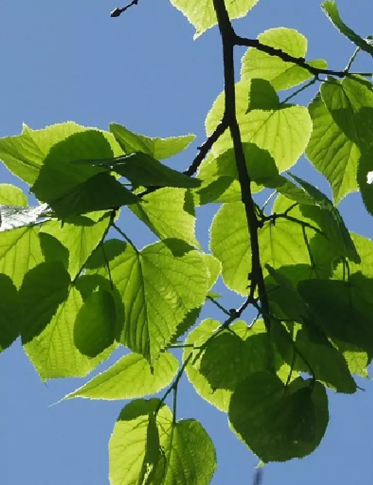 AMURINRIIPPALEHMUS - Muut lehtipuut - 2015677100005 - 1