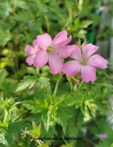 ESPANJANKURJENPOLVI WARGRAVE PINK - Kurjenpolvet - 2040102200005 - 1