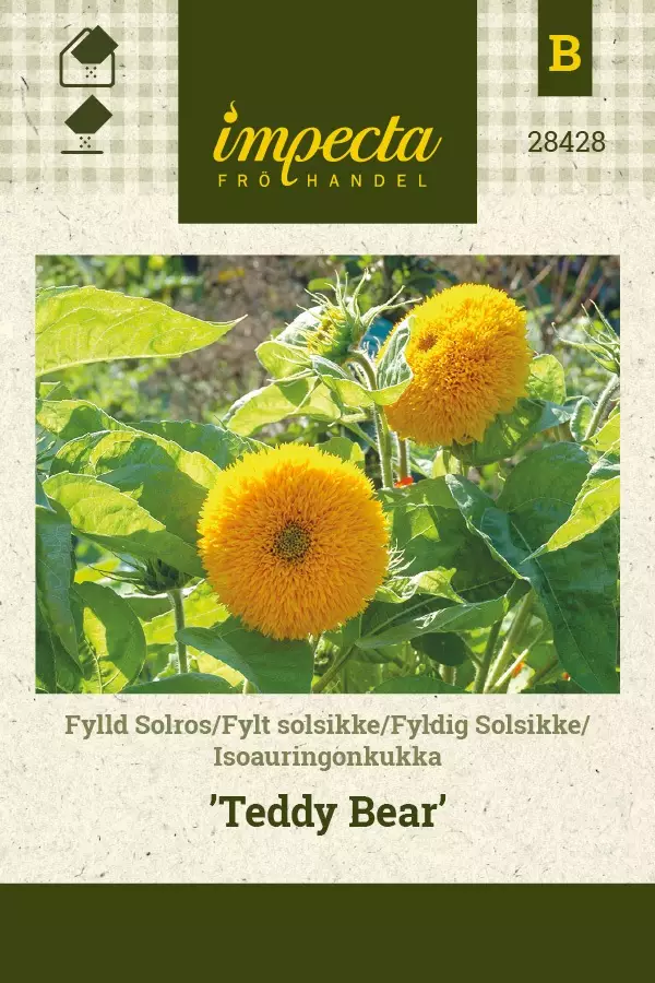 ISOAURINGONKUKKA TEDDY BEAR - Auringonkukan siemenet - 7332756284285 - 1