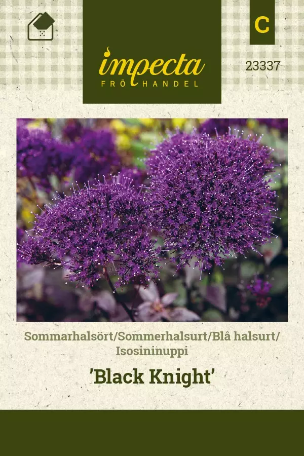 ISOSININUPPI BLACK KNIGHT - Muut kesäkukkien siemenet - 7332756233375 - 1
