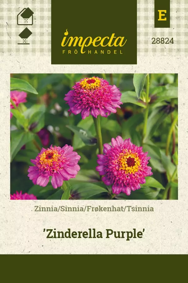 ISOTSINNIA ZINDERELLA PURPLE - Tsinnian siemenet - 7332756288245 - 1