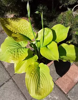 JALOKUUNLILJA SUM & SUBSTANCE - Kuunliljat - 2055660300005 - 1