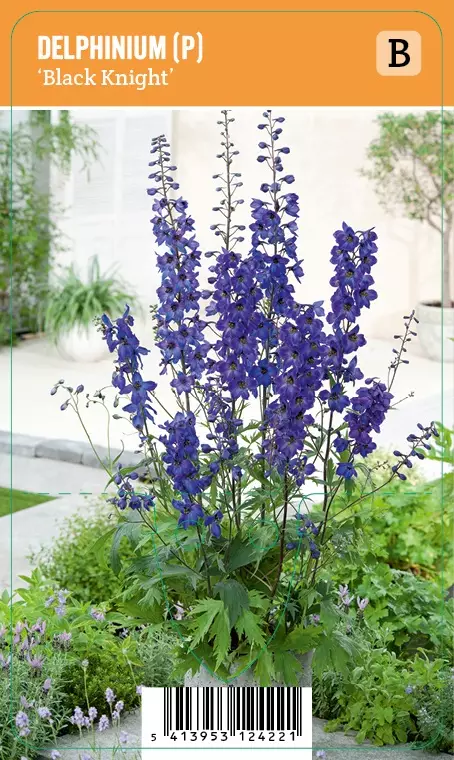 JALORITARINKANNUS BLACK KNIGHT - Muut perennat - 2020098200005 - 1