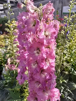 JALORITARINKANNUS DELGENIUS CHANTAY - Muut perennat - 2094808200005 - 1