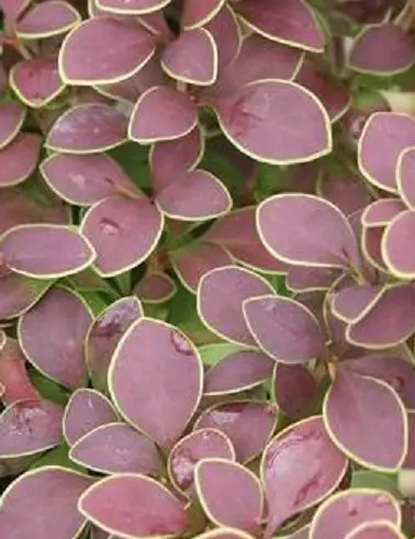 JAPANINHAPPOMARJA GOLDEN RING - Happomarjat - 2015541300005 - 1