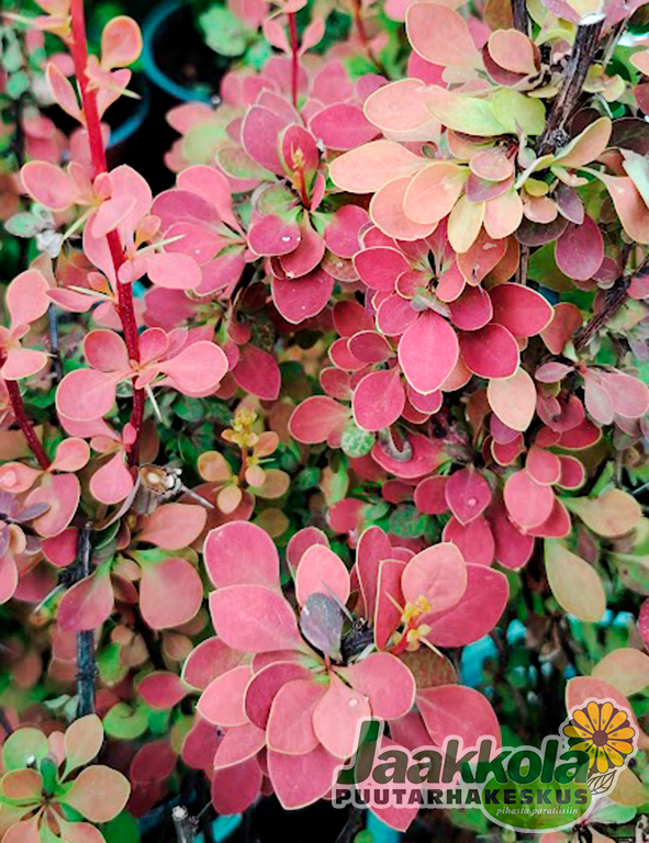 JAPANINHAPPOMARJA ORANGE SUNRISE rungollinen - Happomarjat - 2020211500005 - 1